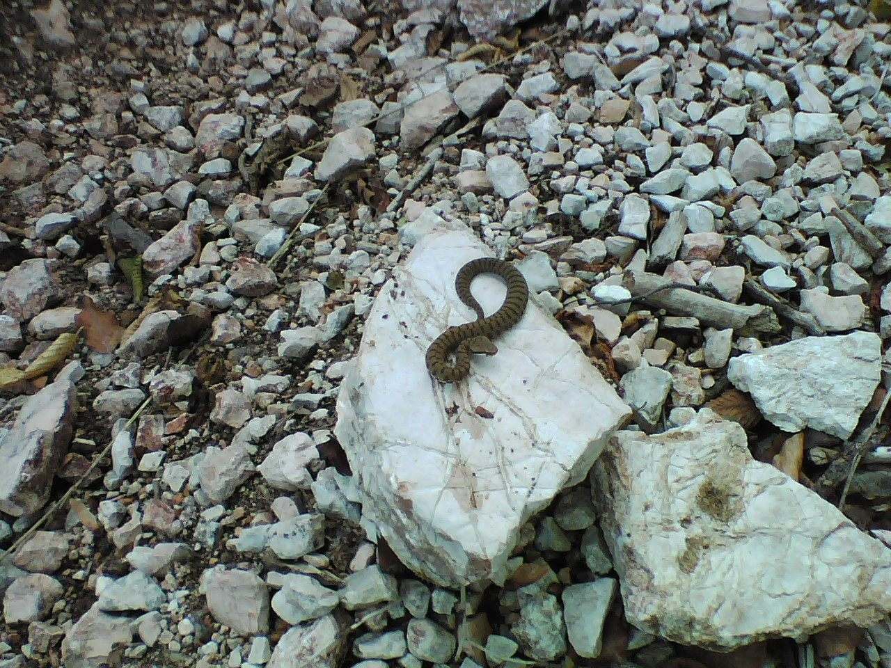 Vipera aspis?